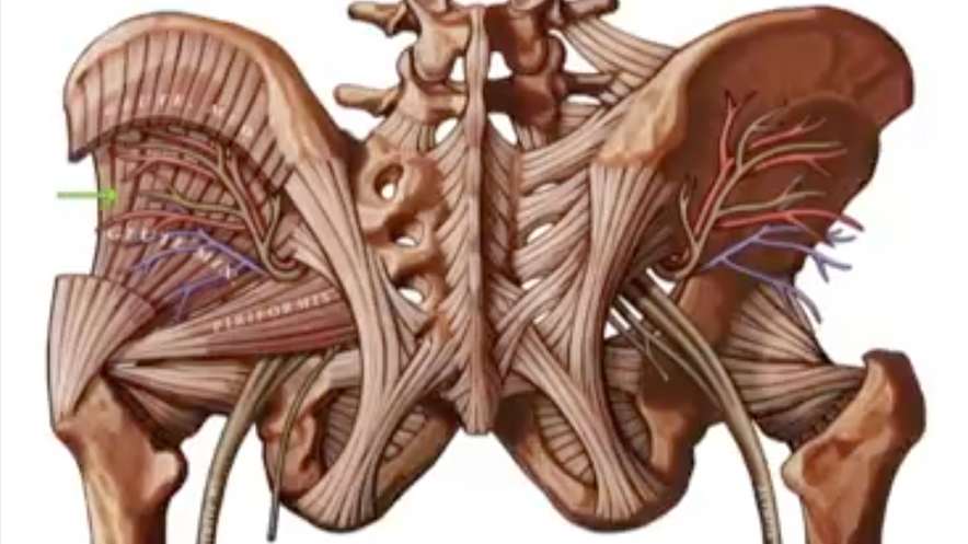 NOT EVERYTHING IN YOUR BUTTOCK IS PIRIFORMIS